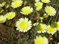 Andryala integrifolia 22, Saxifraga-Tom Heijnen