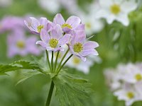 Anemonastrum fasciculatum