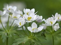 Anemonastrum fasciculatum 2, Saxifraga-Tom Heijnen