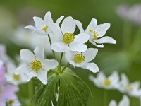 Anemonastrum fasciculatum 3, Saxifraga-Tom Heijnen