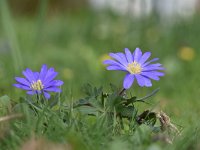 Anemone blanda 12, Oosterse anemoon, Saxifraga-Luuk Vermeer