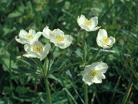 Anemone narcissiflora 20, Saxifraga-Jan van der Straaten