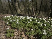 Anemone nemorosa 102, Bosanemoon, Saxifraga-Willem van Kruijsbergen