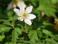 Anemone nemorosa 25, Bosanemoon, Saxifraga-Tom Heijnen