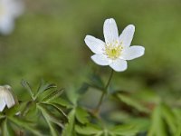 Anemone nemorosa 45, Bosanemoon, Saxifraga-Tom Heijnen