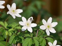 Anemone nemorosa 80, Bosanemoon, Saxifraga-Tom Heijnen