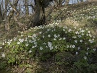 Anemone nemorosa 96, Bosanemoon, Saxifraga-Willem van Kruijsbergen