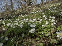 Anemone nemorosa 98, Bosanemoon, Saxifraga-Willem van Kruijsbergen