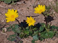 Anemone palmata 14, Saxifraga-Harry Jans