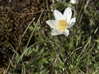 Anemone pavoniana