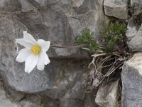 Anemone pavoniana 10, Saxifraga-Willem van Kruijsbergen