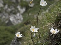 Anemone pavoniana 2, Saxifraga-Willem van Kruijsbergen