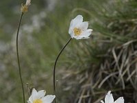 Anemone pavoniana 3, Saxifraga-Willem van Kruijsbergen