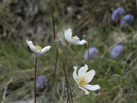 Anemone pavoniana 4, Saxifraga-Willem van Kruijsbergen