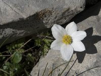 Anemone pavoniana 5, Saxifraga-Willem van Kruijsbergen