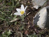 Anemone pavoniana 6, Saxifraga-Willem van Kruijsbergen