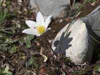 Anemone pavoniana 7, Saxifraga-Willem van Kruijsbergen