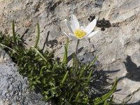 Anemone pavoniana 8, Saxifraga-Willem van Kruijsbergen