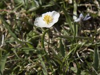 Anemone pavoniana 9, Saxifraga-Willem van Kruijsbergen