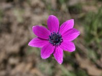 Anemone pavonina 1, Saxifraga-Dirk Hilbers