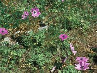 Anemone pavonina 12, Saxifraga-Jan van der Straaten