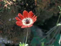 Anemone pavonina 13, Saxifraga-Jan van der Straaten