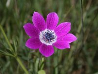 Anemone pavonina 2, Saxifraga-Dirk Hilbers