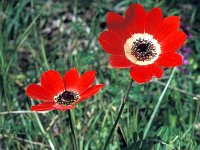 Anemone pavonina 3, Saxifraga-Jan de Laat