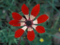 Anemone pavonina 5, Saxifraga-Jan van der Straaten