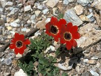 Anemone pavonina 6, Saxifraga-Jan van der Straaten