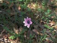 Anemone pavonina 7, Saxifraga-Jan van der Straaten