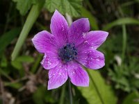 Anemone pavonina 8, Saxifraga-Dirk Hilbers