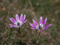 Anemone pavonina 9, Saxifraga-Dirk Hilbers