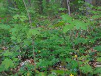 Anemone ranunculoides 34, Gele anemoon, Saxifraga-Ed Stikvoort