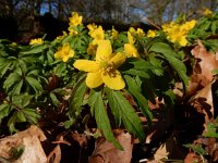 Anemone ranunculoides 35, Gele anemoon, Saxifraga-Ed Stikvoort