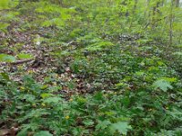 Anemone ranunculoides 37, Gele anemoon, Saxifraga-Ed Stikvoort