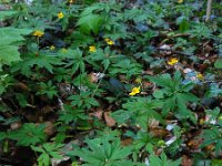 Anemone ranunculoides 39, Gele anemoon, Saxifraga-Ed Stikvoort