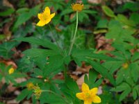 Anemone ranunculoides 40, Gele anemoon, Saxifraga-Ed Stikvoort