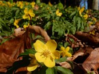 Anemone ranunculoides 42, Gele anemoon, Saxifraga-Ed Stikvoort