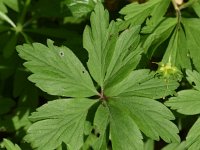 Anemone ranunculoides 44, Gele anemoon, Saxifraga-Sonja Bouwman