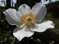 Anemone sylvestris 11, Grote anemoon, Saxifraga-Ed Stikvoort