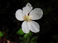 Anemone sylvestris 13, Grote anemoon, Saxifraga-Ed Stikvoort