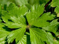 Anemone sylvestris 15, Grote anemoon, Saxifraga-Sonja Bouwman  Snowdrop anemone - Anemone sylvestris - Ranunculaceae familie