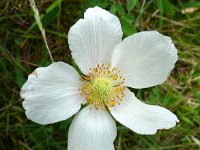 Anemone sylvestris 19, Grote anemoon, Saxifraga-Hans Grotenhuis