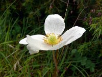 Anemone sylvestris 20, Grote anemoon, Saxifraga-Hans Grotenhuis