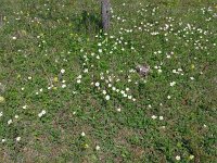 Anemone sylvestris 27, Grote anemoon, Saxifraga-Hans Grotenhuis