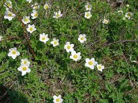 Anemone sylvestris 28, Grote anemoon, Saxifraga-Hans Grotenhuis