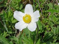 Anemone sylvestris 30, Grote anemoon, Saxifraga-Hans Grotenhuis