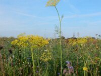Anethum graveolens 10, Dille, Saxifraga-Ed Stikvoort : dille Sint Laurens