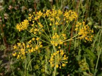 Anethum graveolens 13, Dille, Saxifraga-Ed Stikvoort : dille Sint-Laurens 2e x